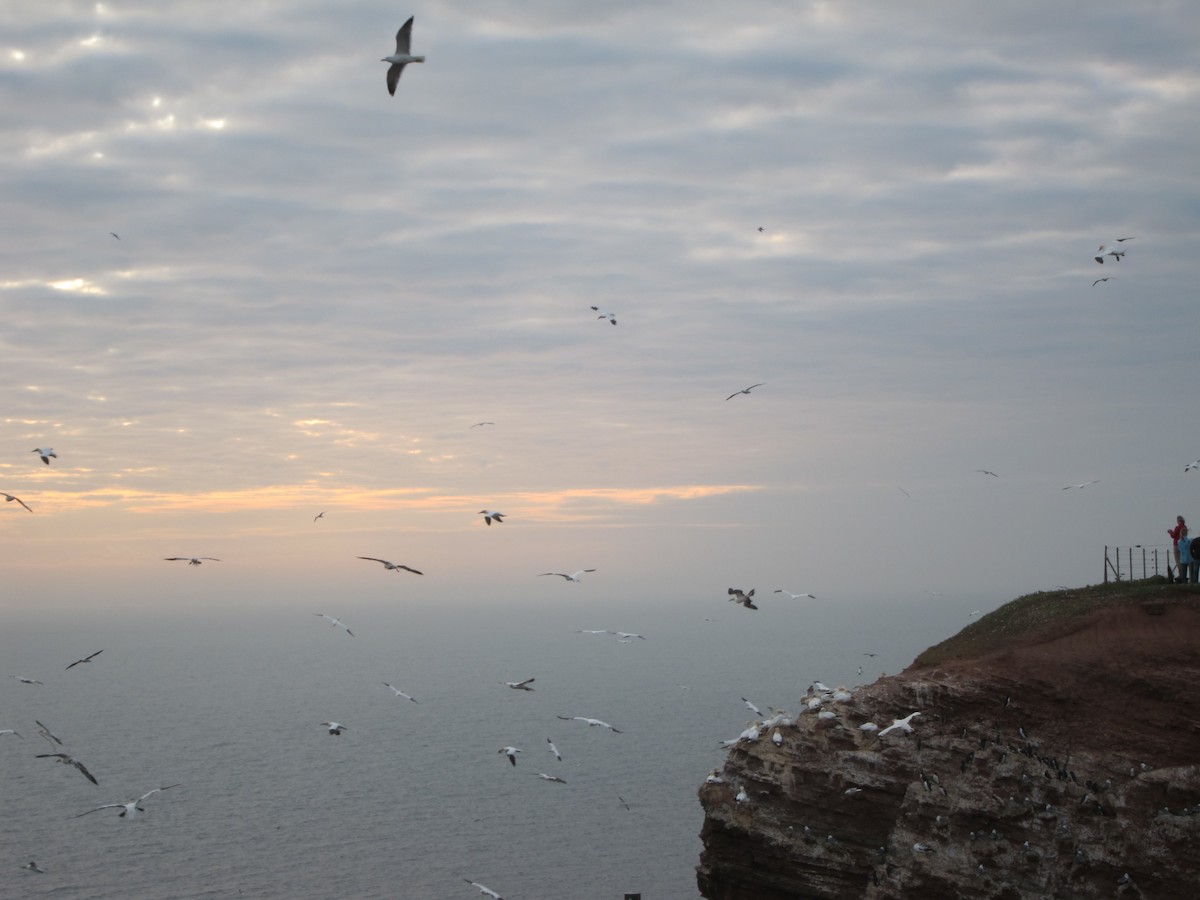 Сула атлантична - ML646105144