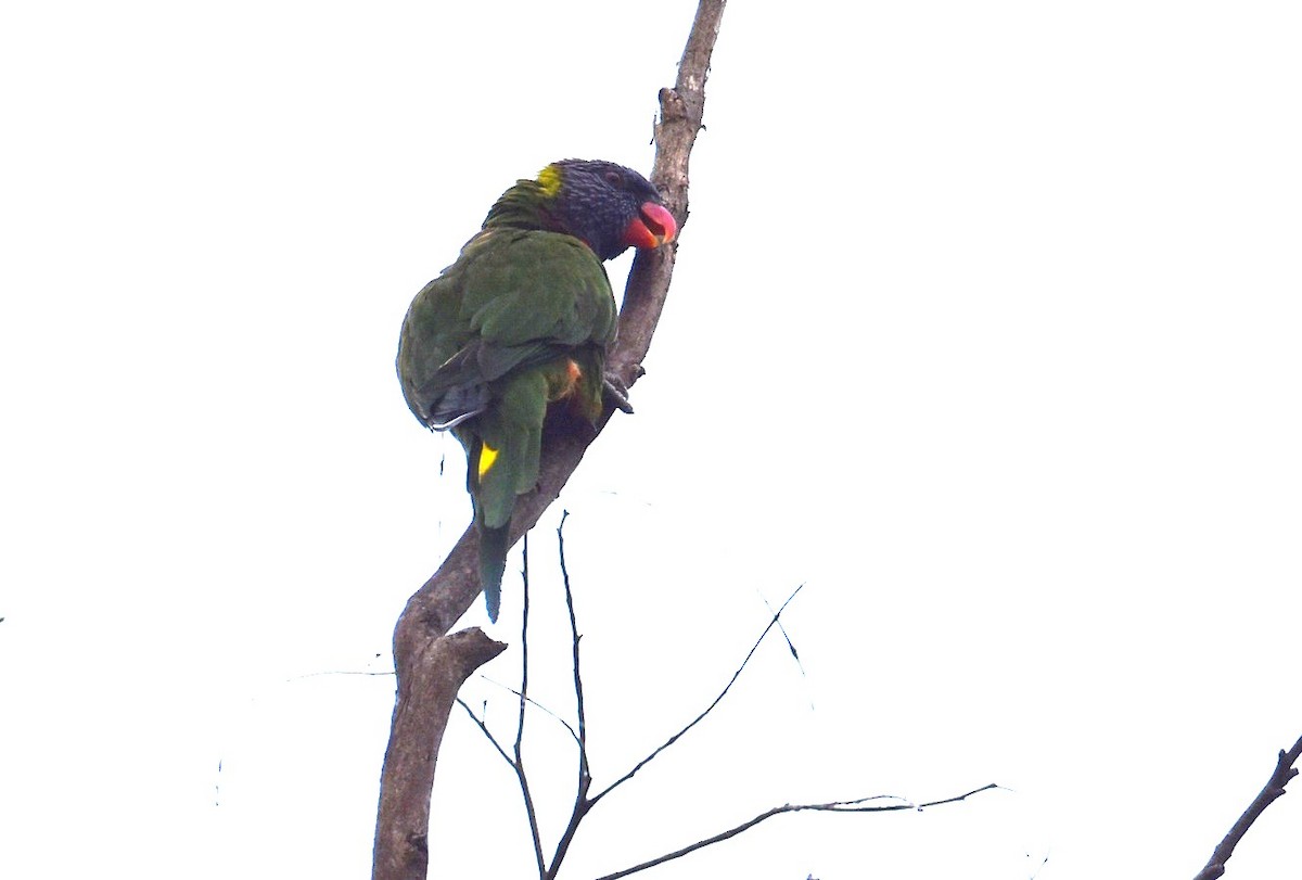 Лорікет синьоголовий - ML646105145