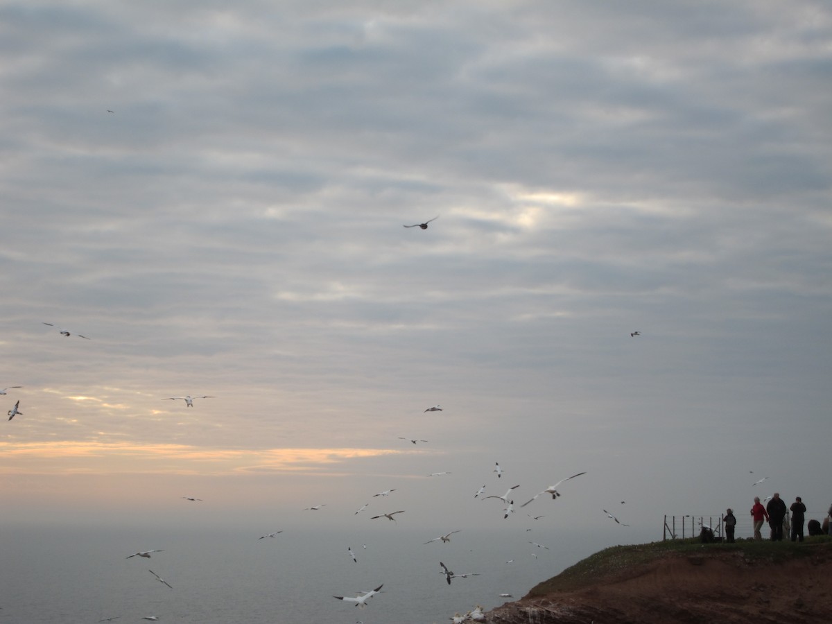 Сула атлантична - ML646105146