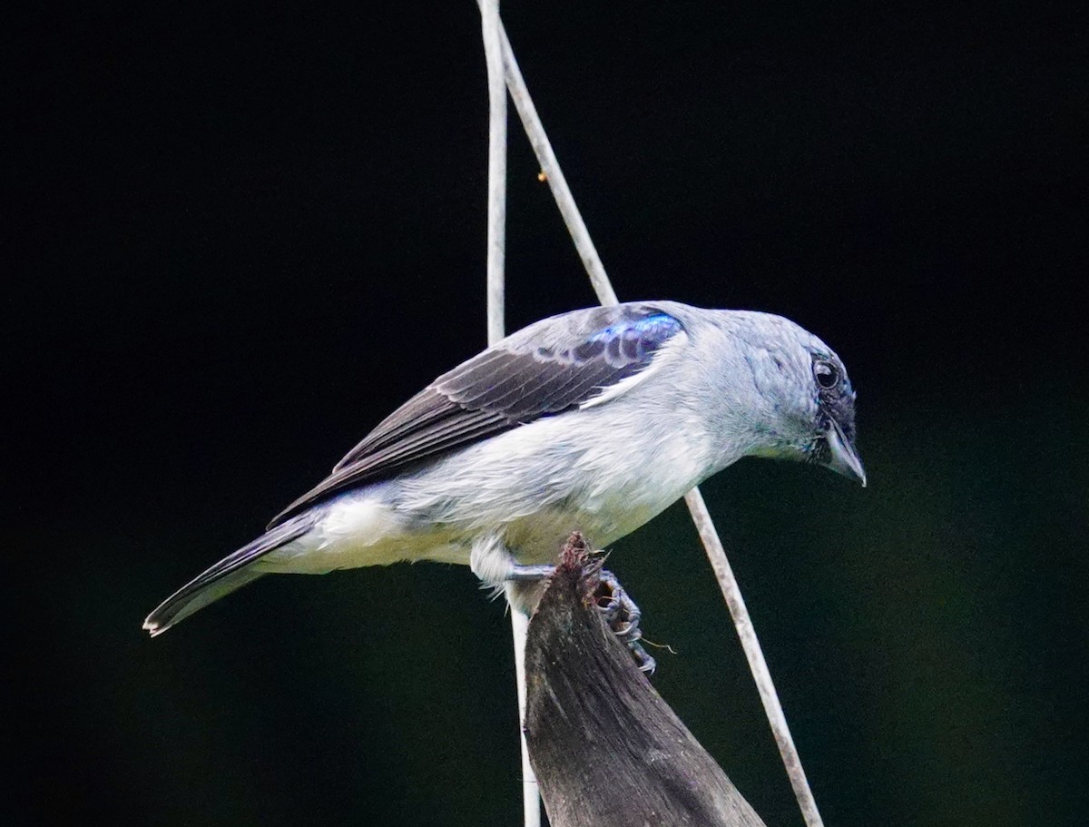 Танагра сіра - ML646105147