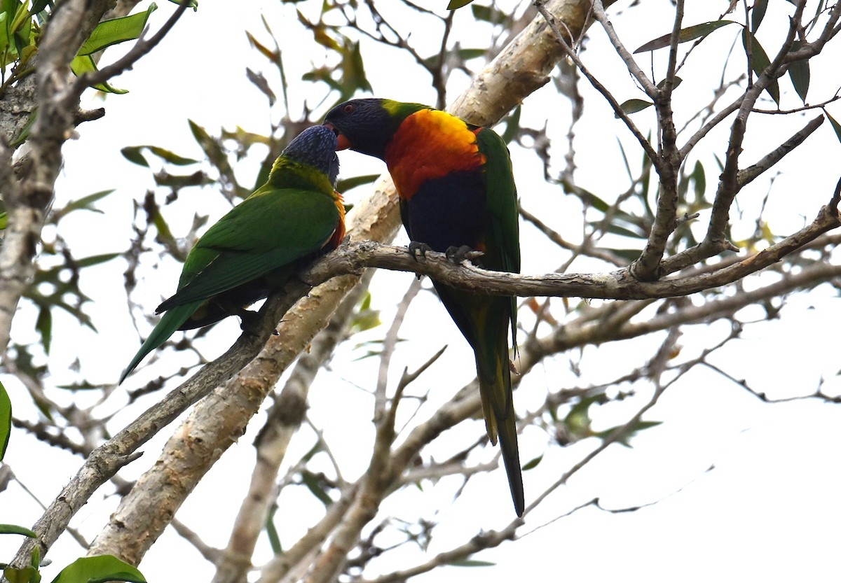 Лорікет синьоголовий - ML646105148