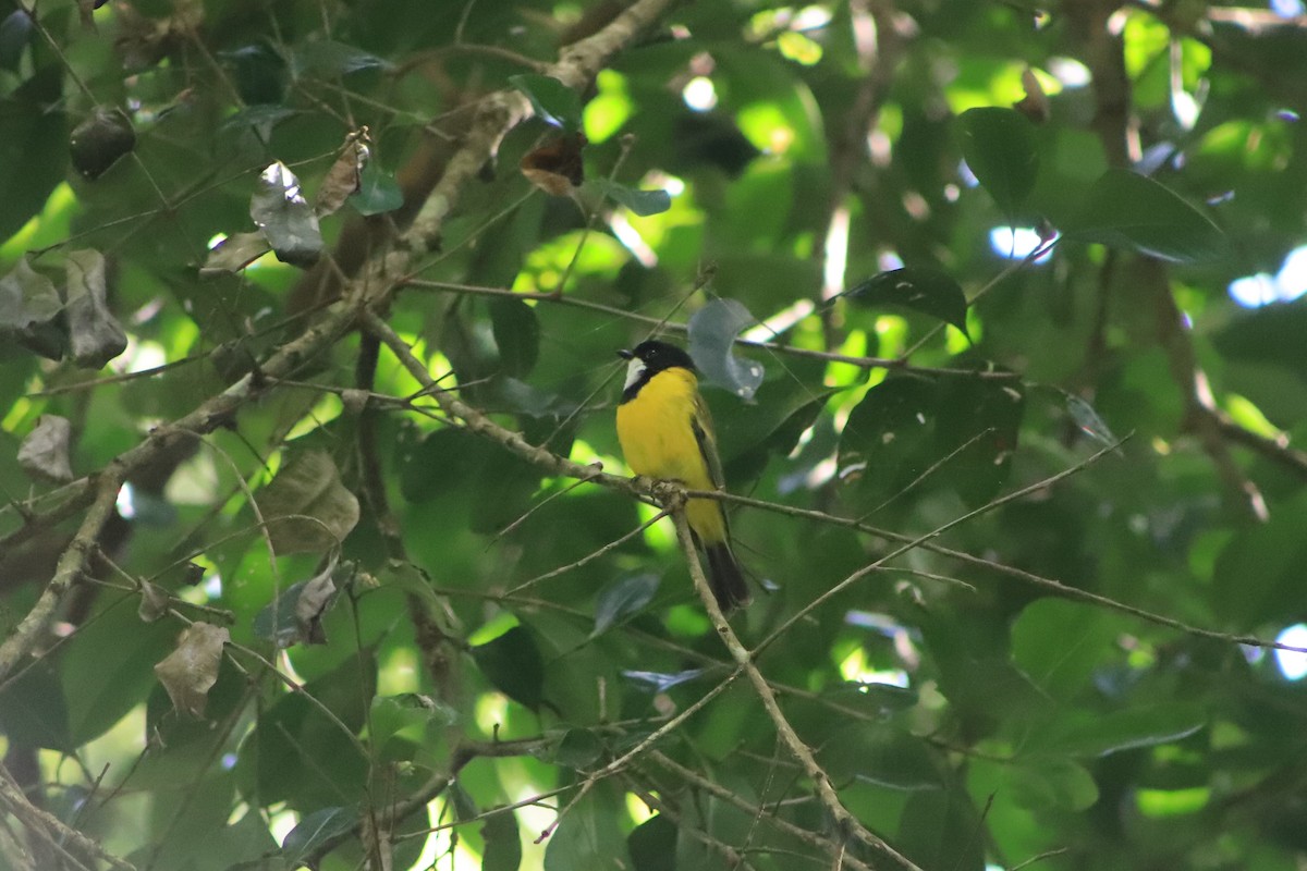 Golden Whistler - ML646105149