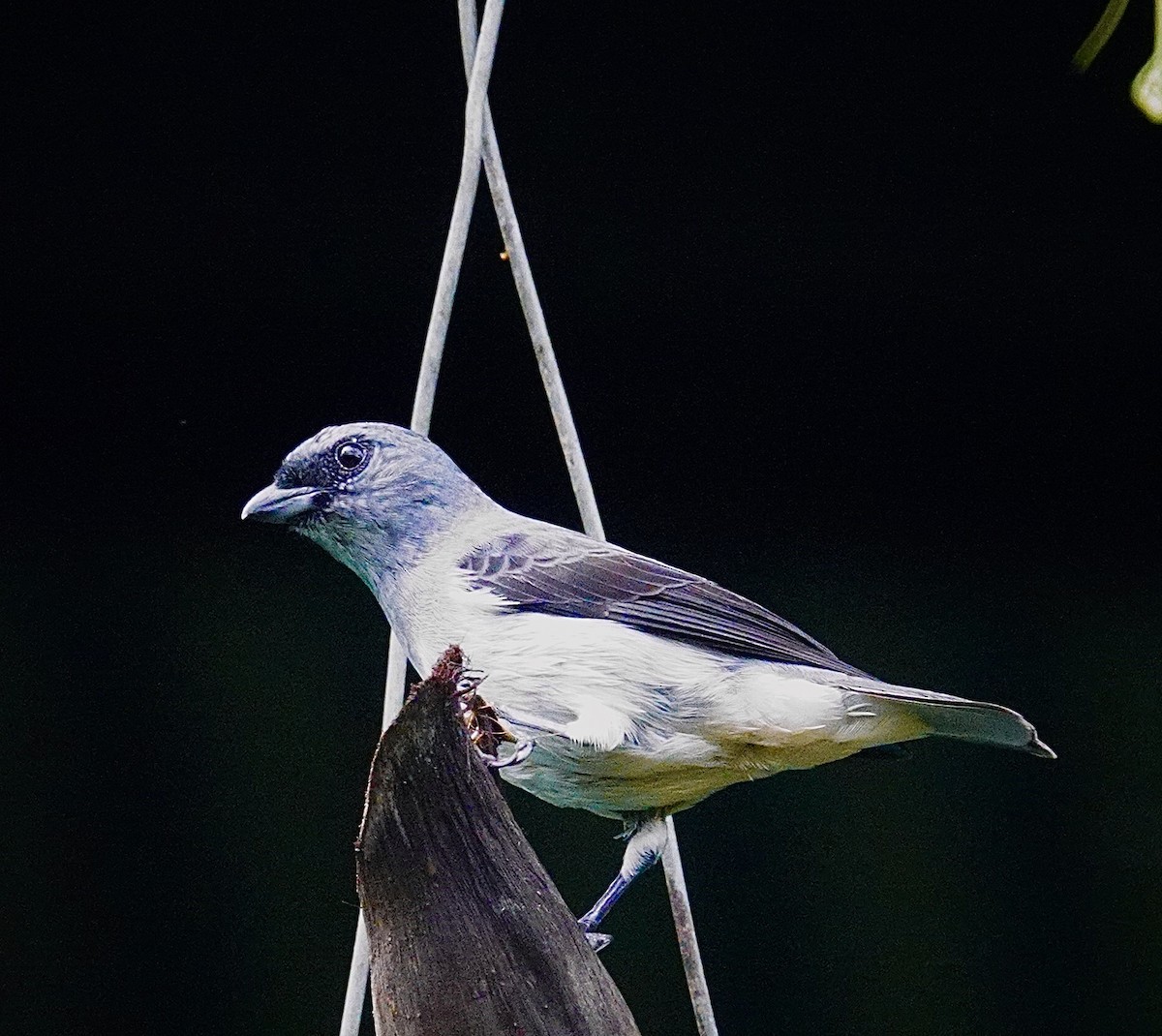 Танагра сіра - ML646105150