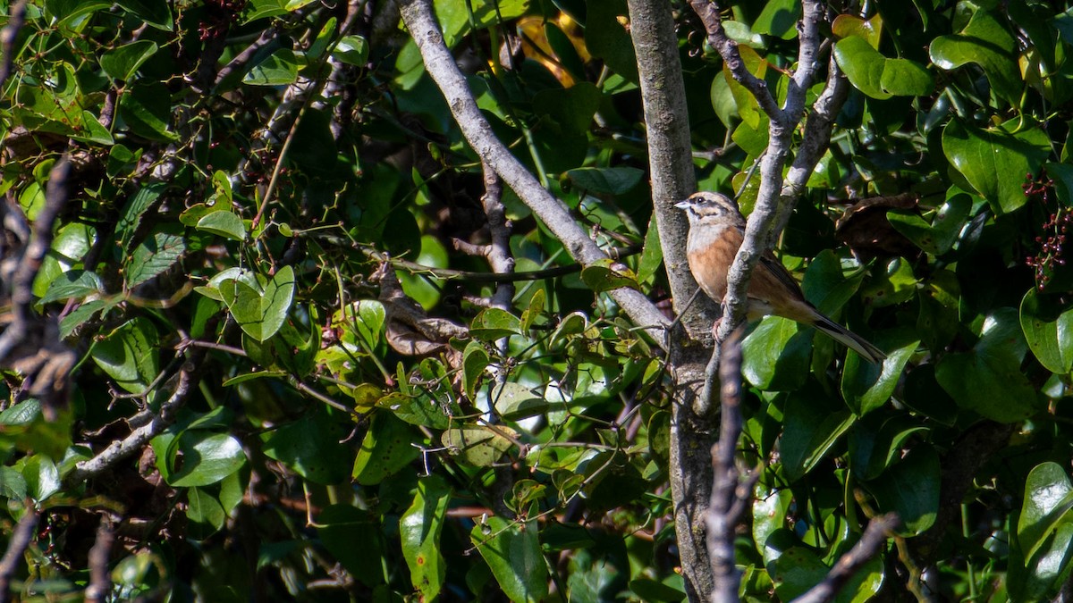Вівсянка гірська - ML646105151