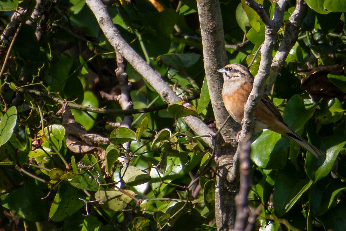 Вівсянка гірська - ML646105152