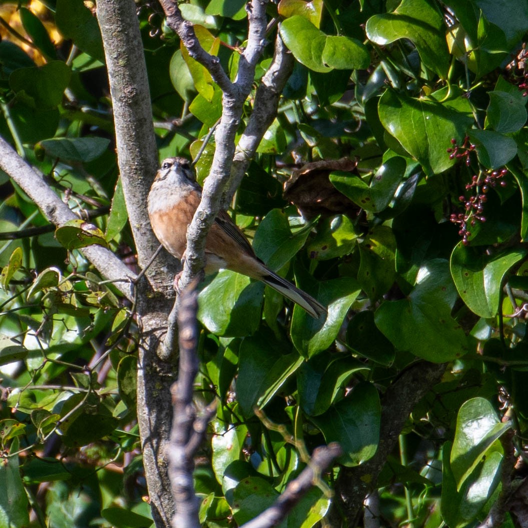 Вівсянка гірська - ML646105153