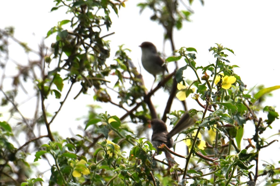 Малюр сапфіровий - ML646105156