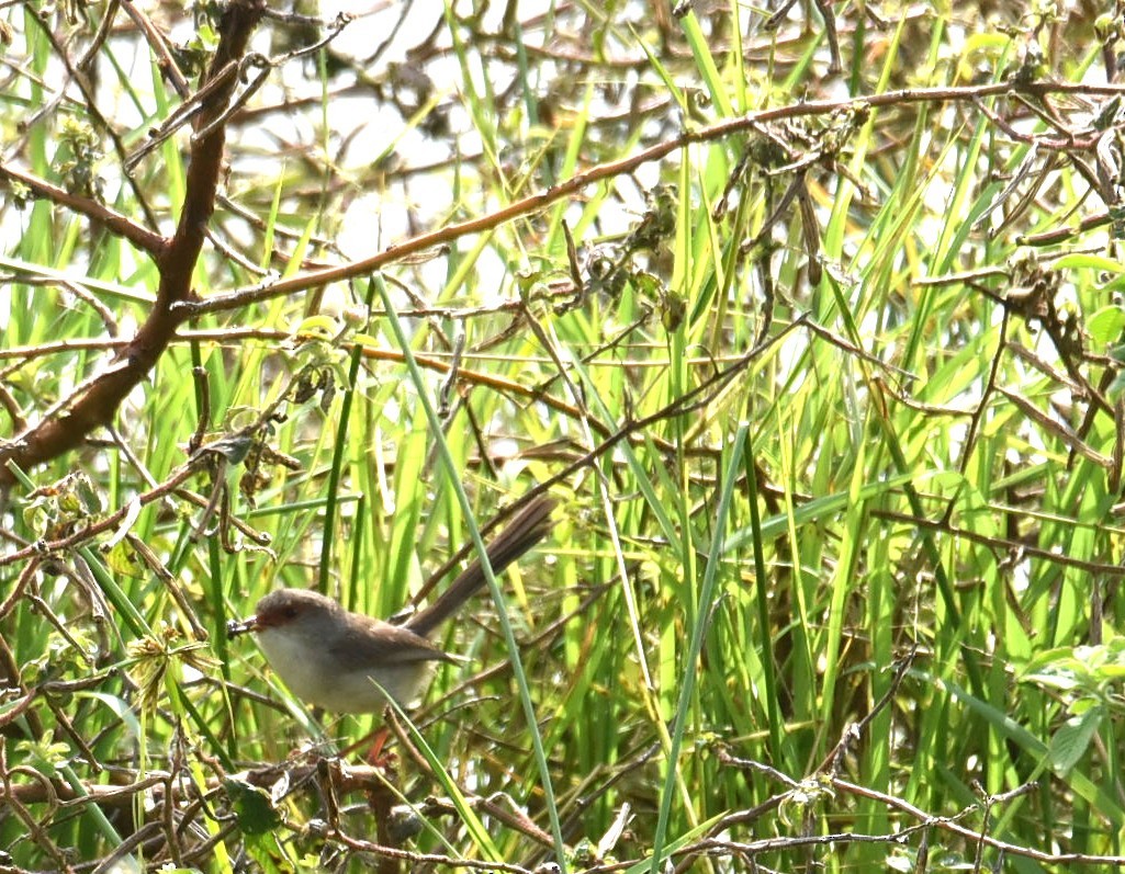 Малюр сапфіровий - ML646105157