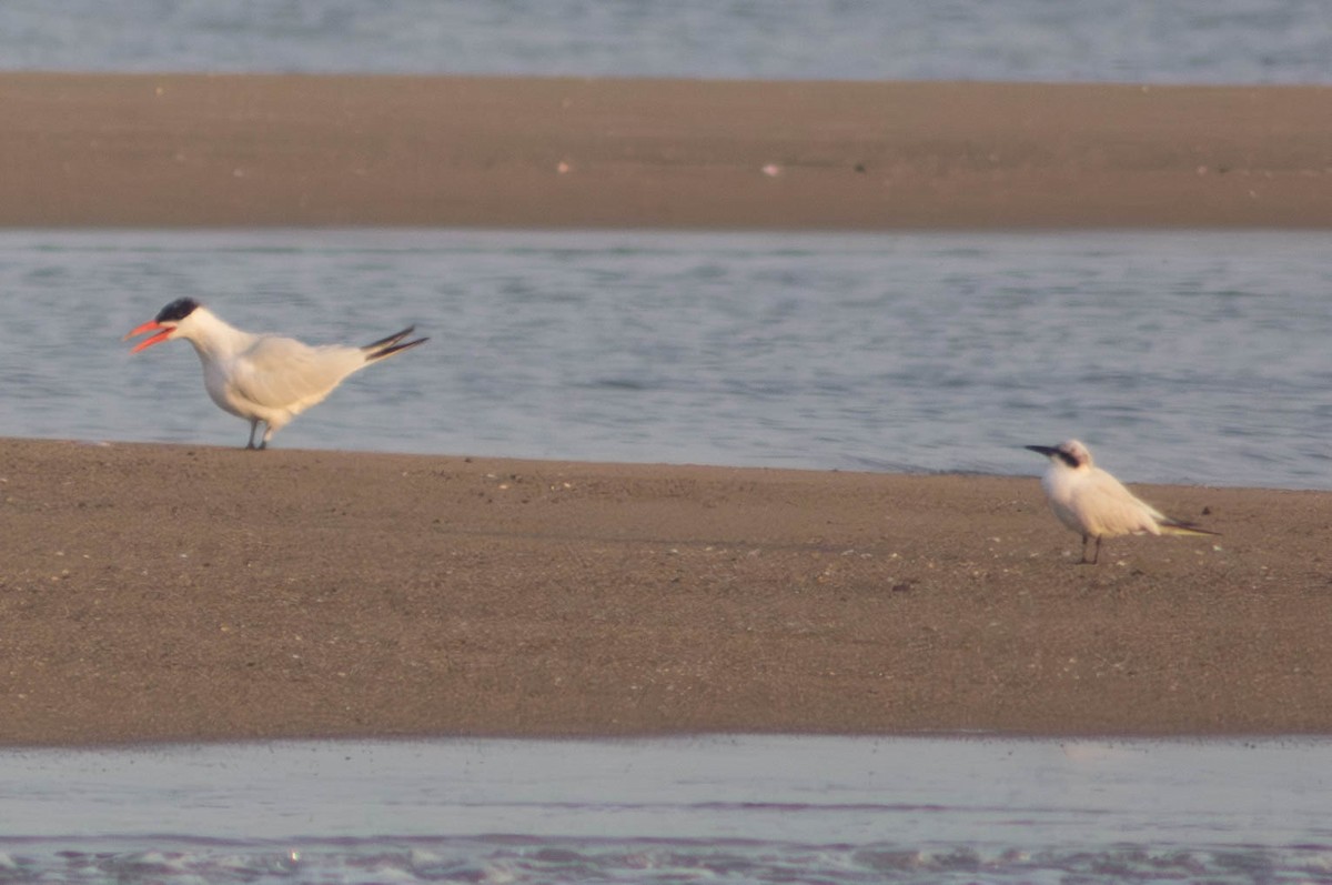 Hazar Sumrusu - ML646105160