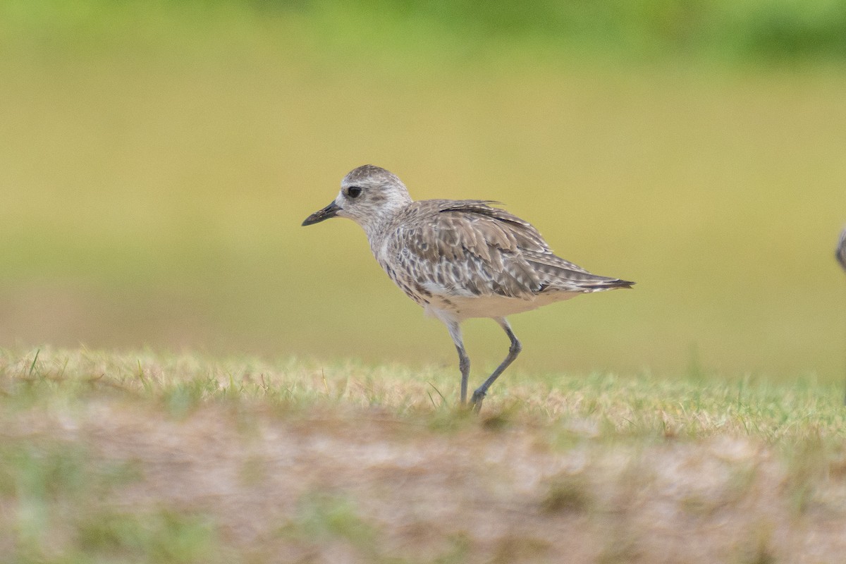 Black-bellied Plover - ML646105163