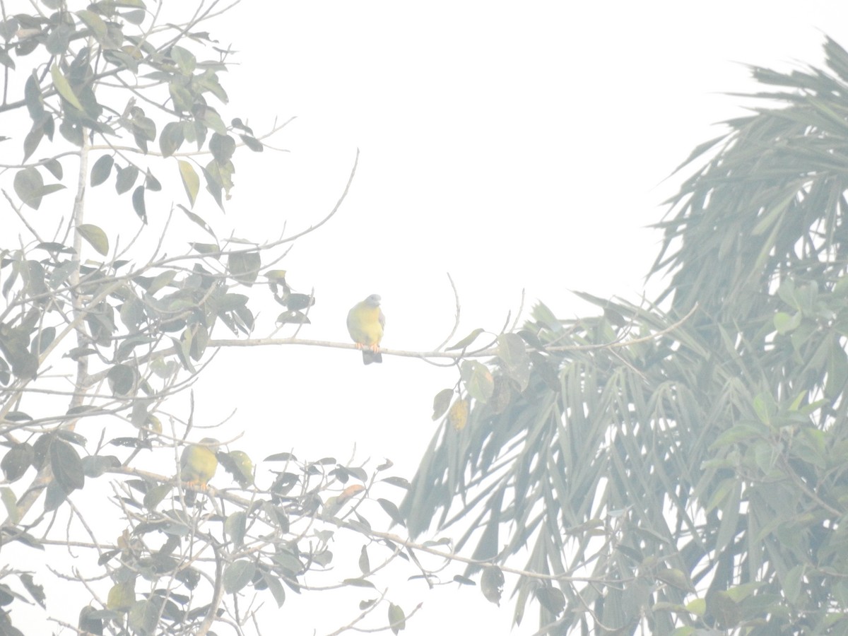 Yellow-footed Green-Pigeon - ML646105167