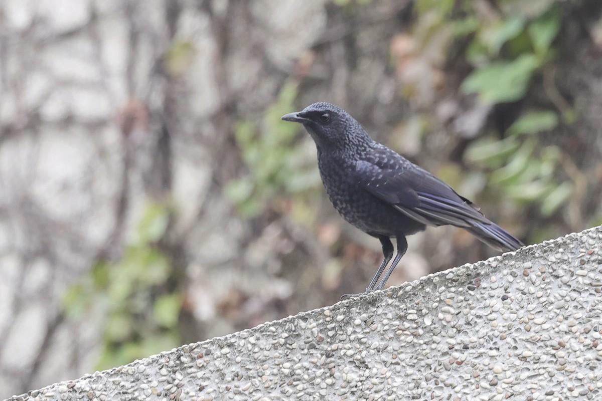 Blue Whistling-Thrush - ML646105172