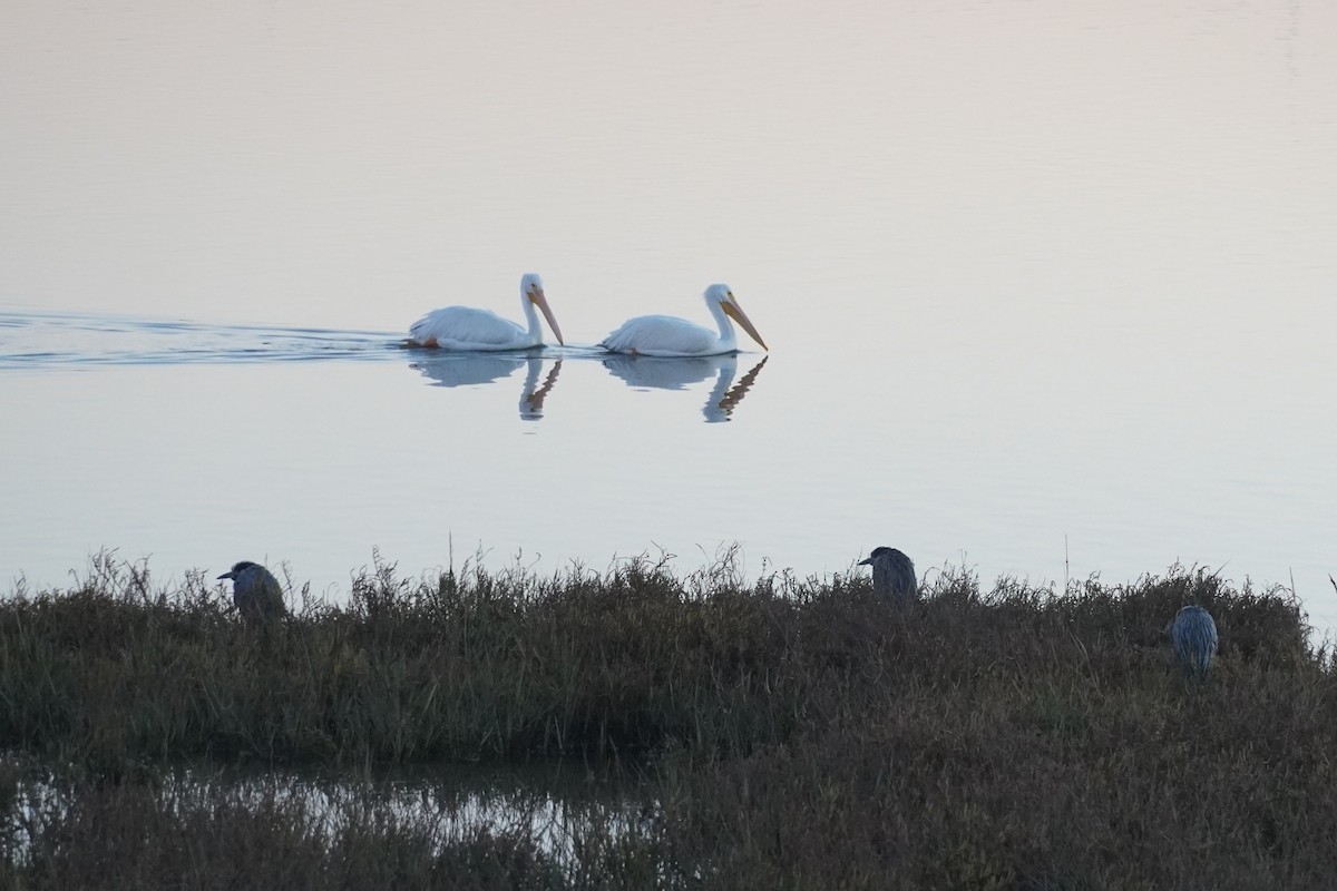 American White Pelican - ML646105174