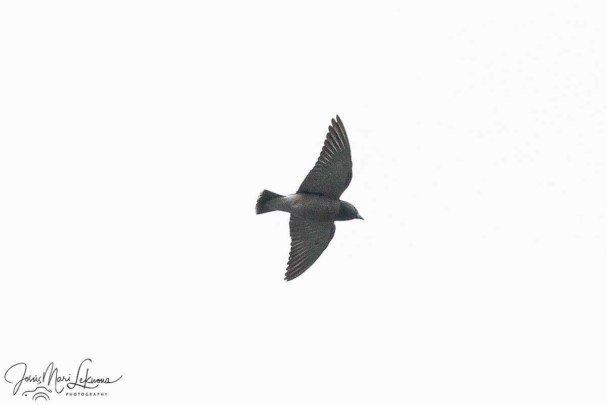Ashy Woodswallow - ML646105175