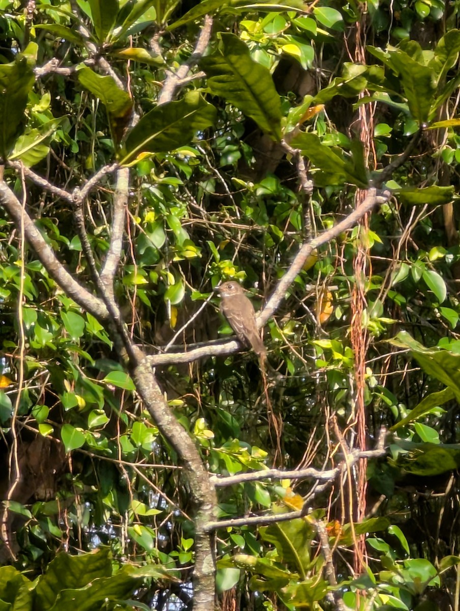 Dark-sided Flycatcher - ML646105177