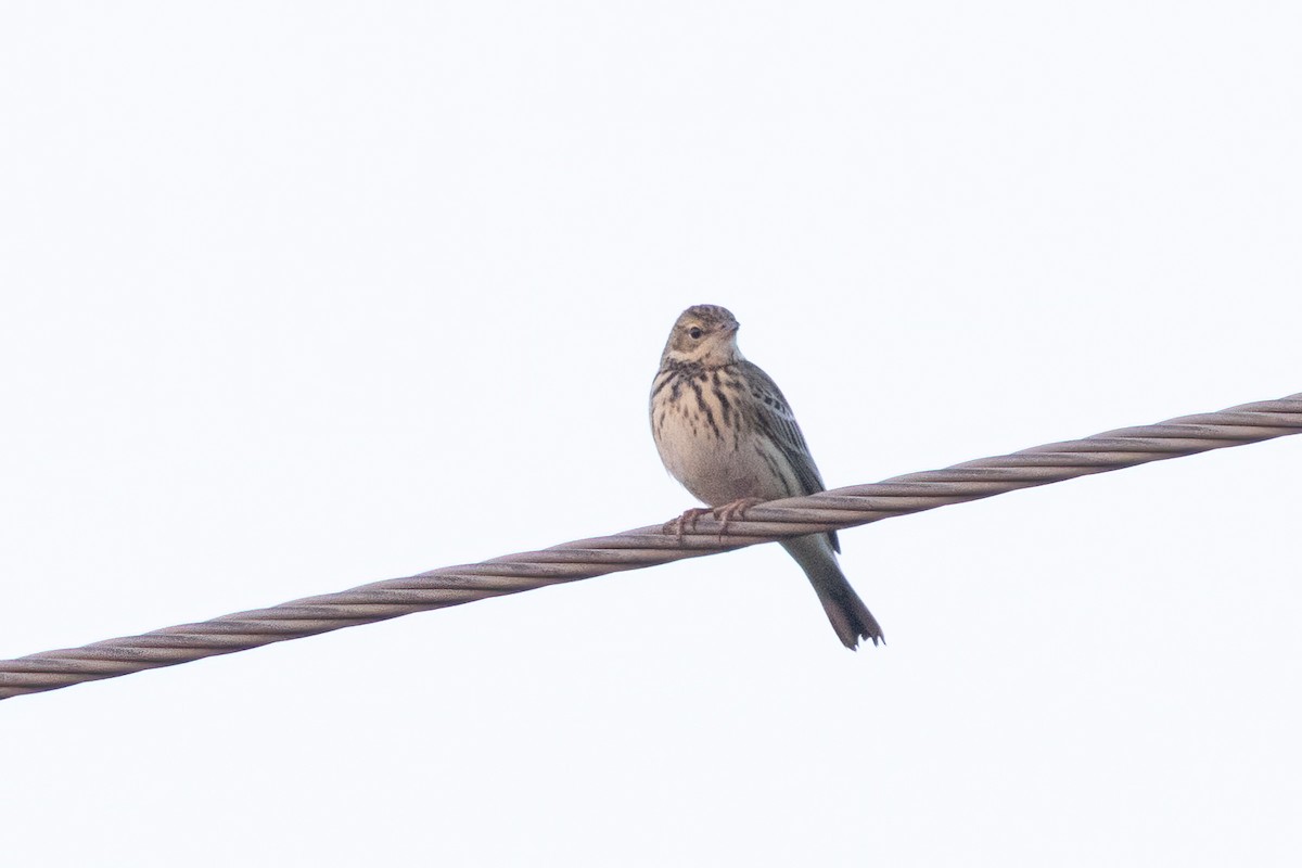 Tree Pipit - ML646105178
