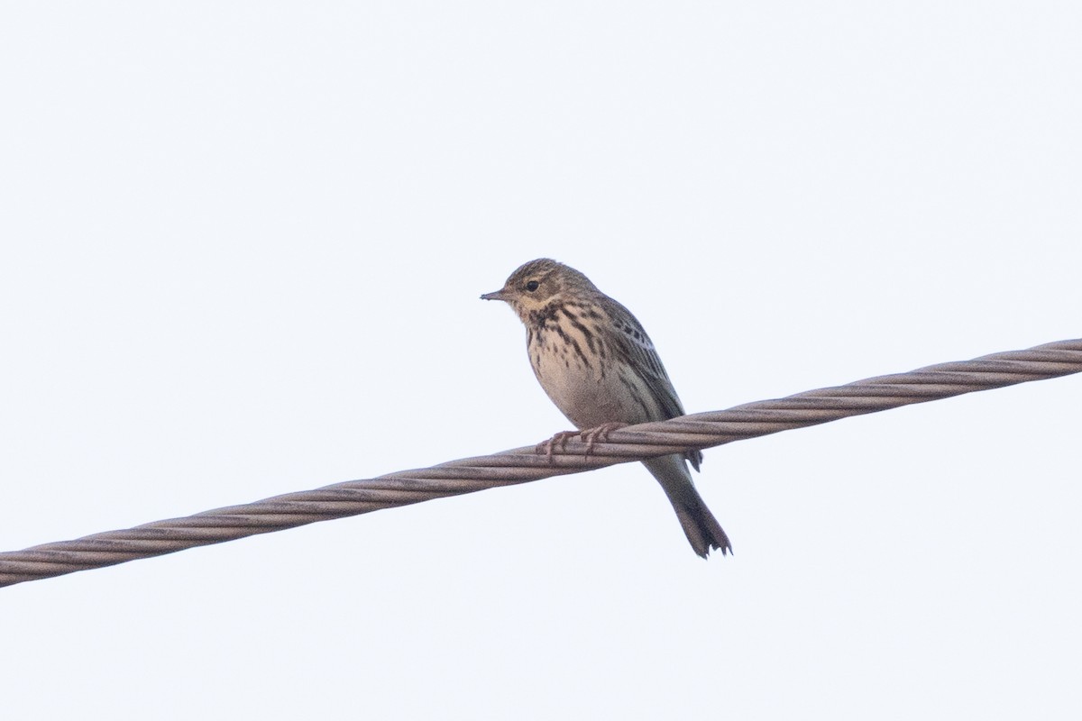 Tree Pipit - ML646105179