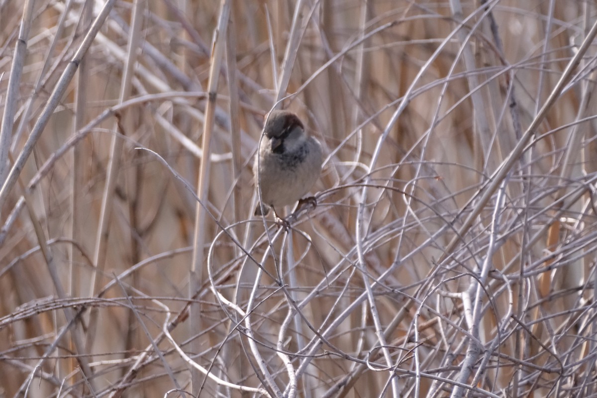 House Sparrow - ML646105180