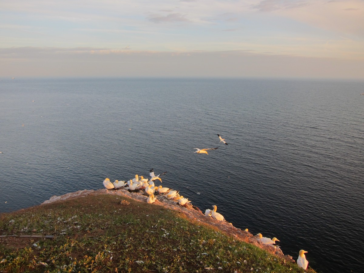 Northern Gannet - ML646105181