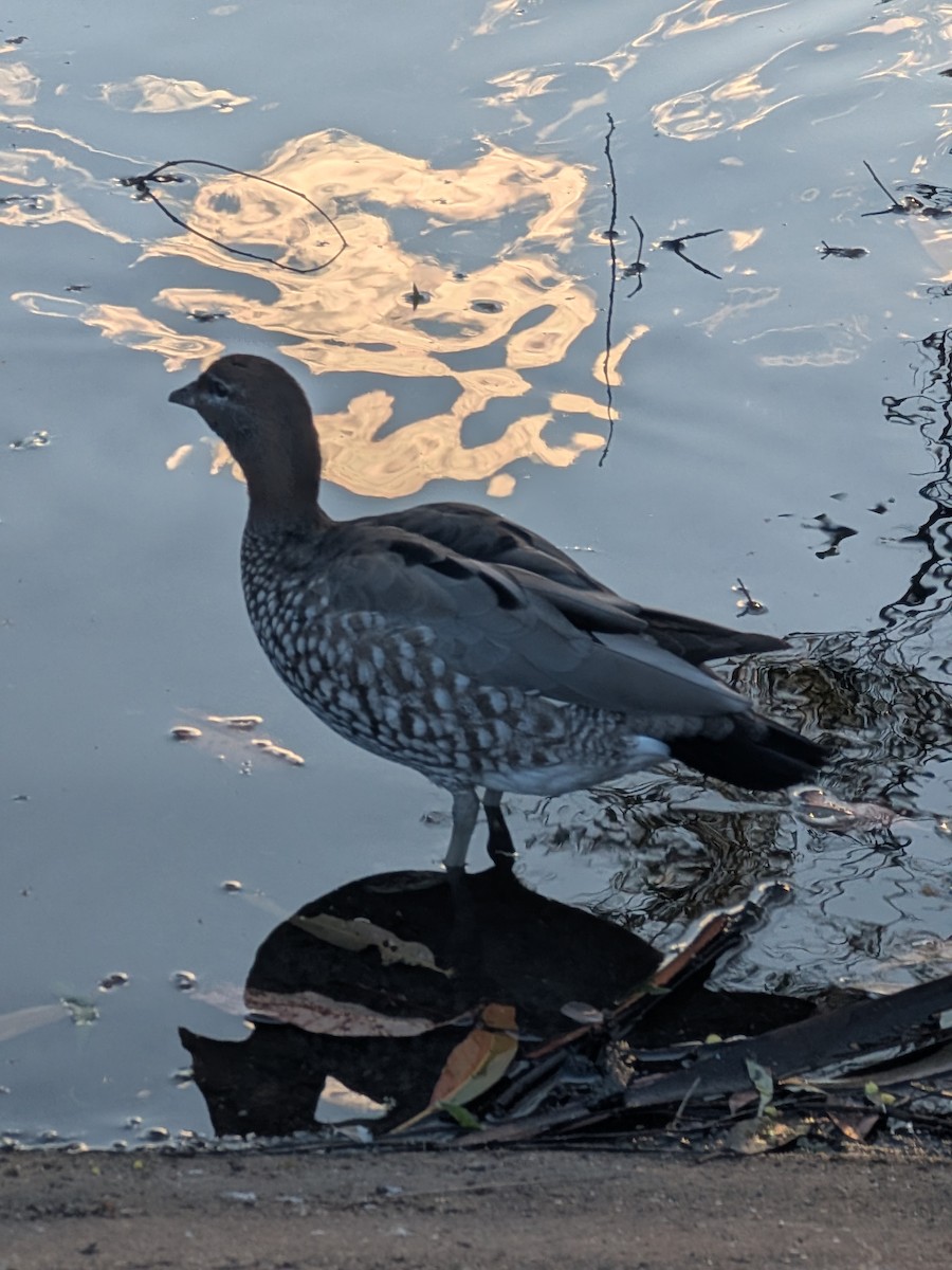 Maned Duck - ML646105184