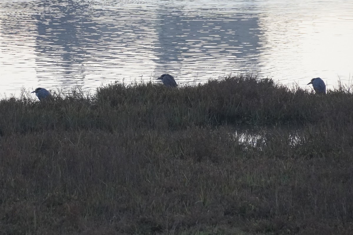 Yellow-crowned Night Heron - ML646105187