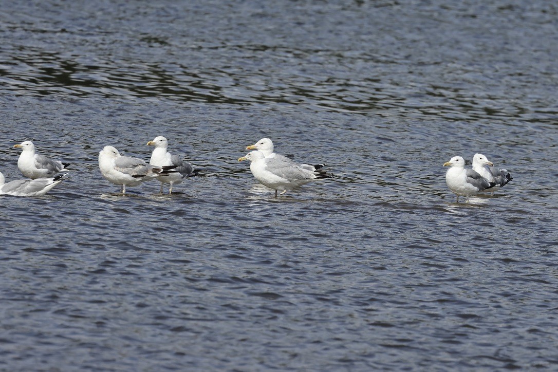 Caspian Gull - ML646105189