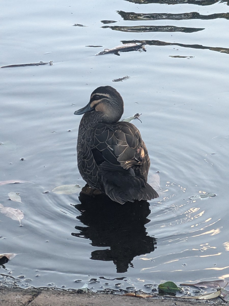 Pacific Black Duck - ML646105192