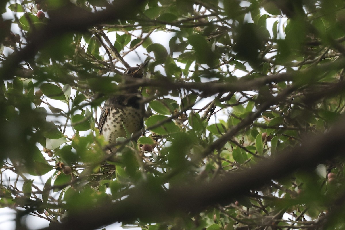 Japanese Thrush - ML646105193