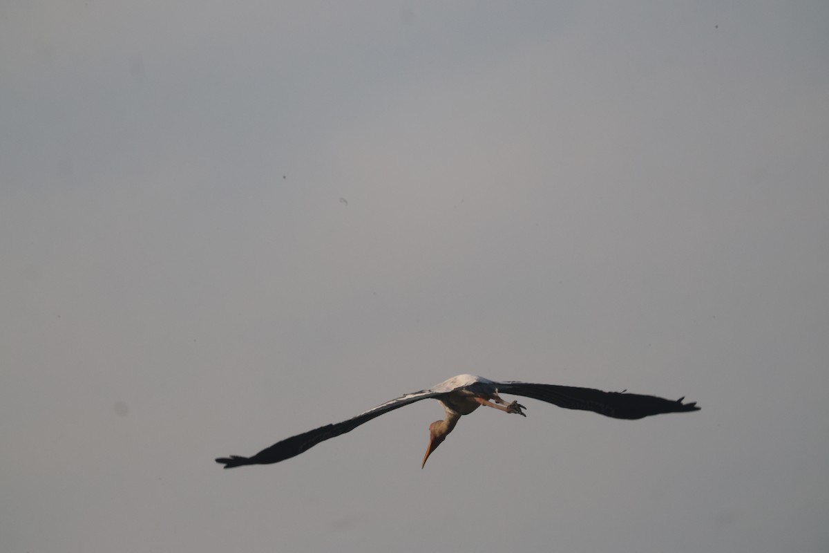 Buntstorch - ML646105194