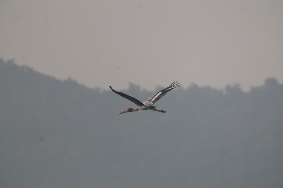 Buntstorch - ML646105195