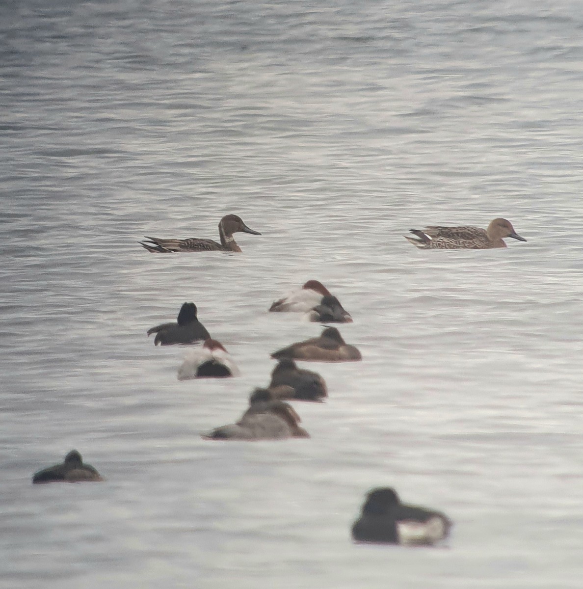 Northern Pintail - ML646105196