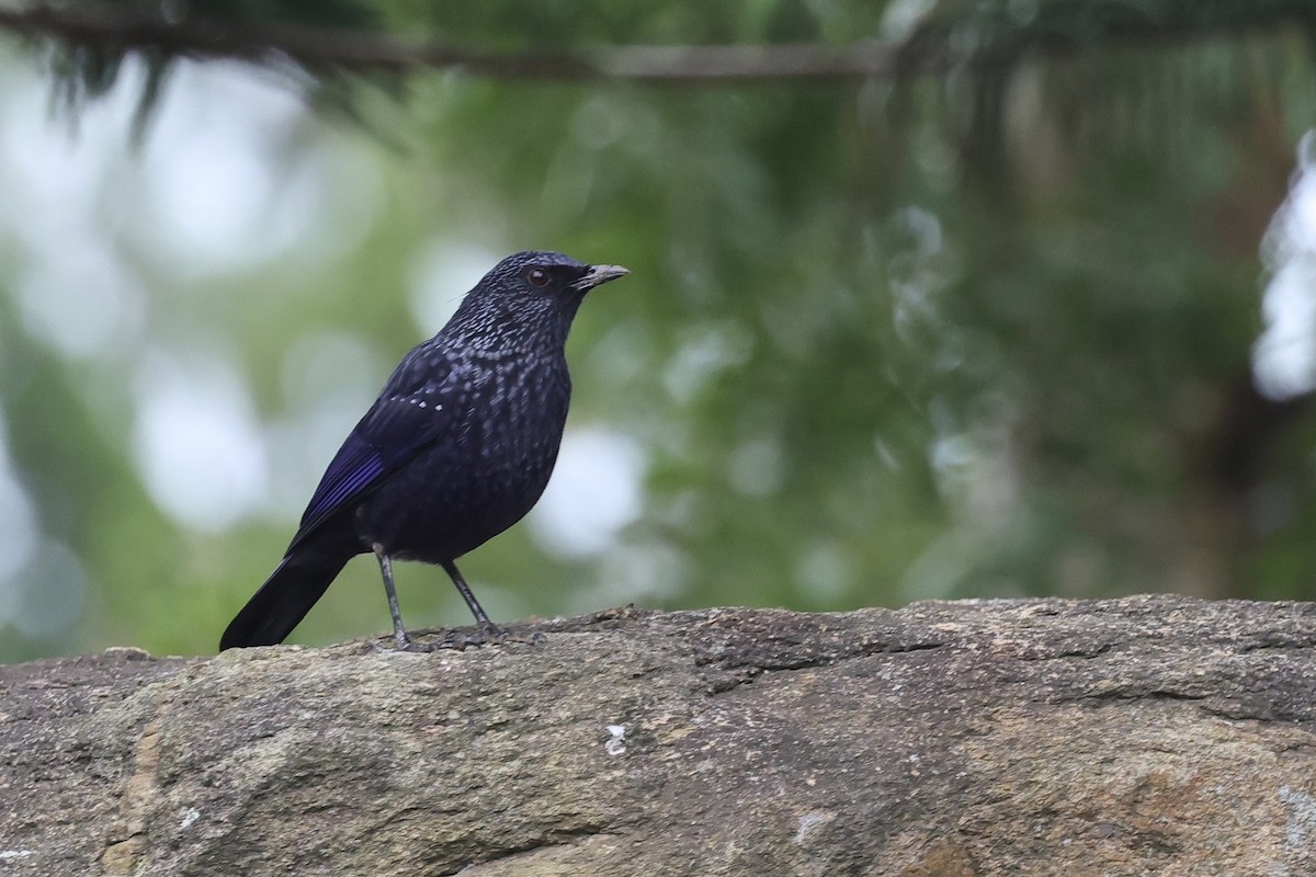 Blue Whistling-Thrush - ML646105197
