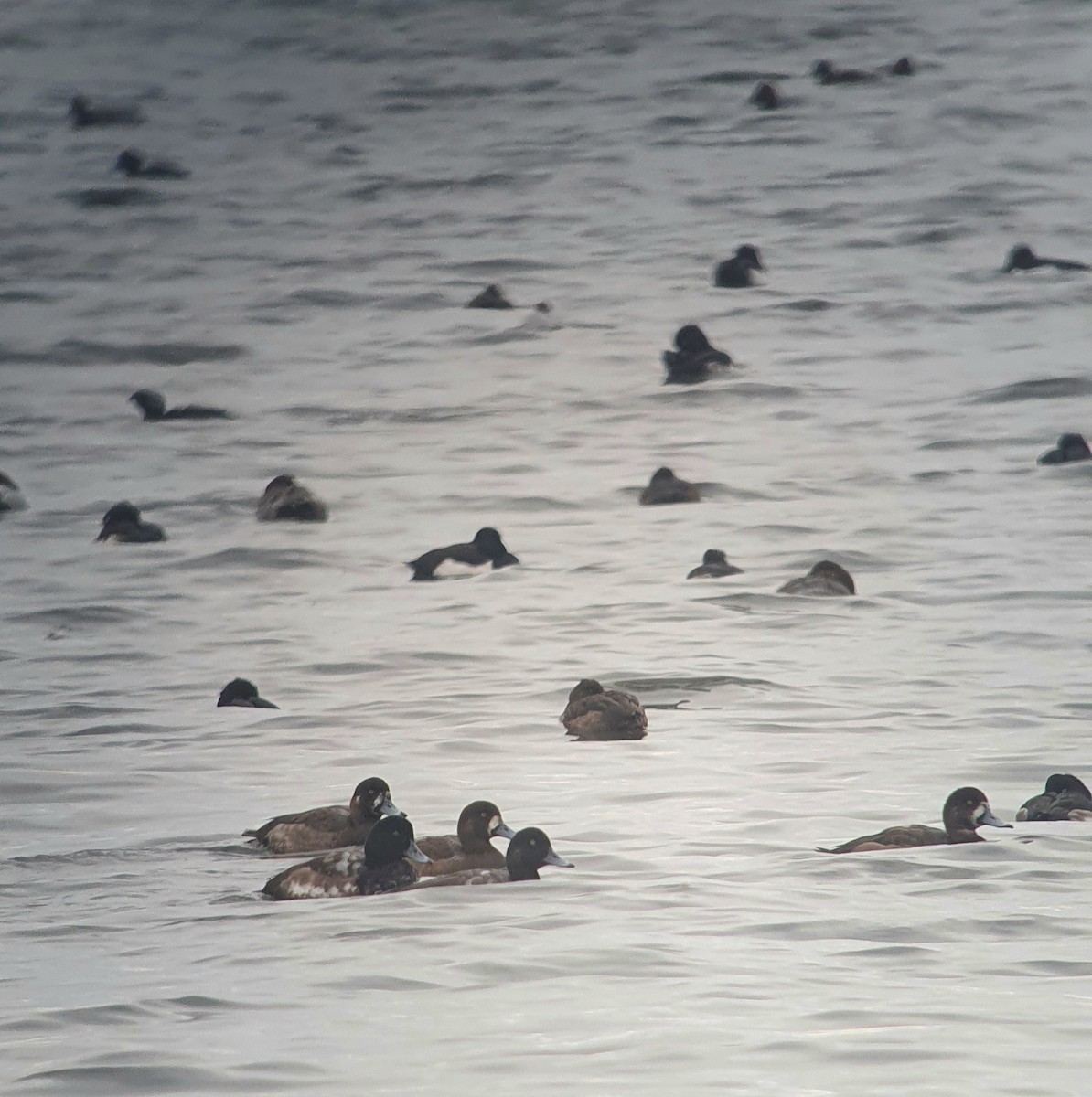 Greater Scaup - ML646105198