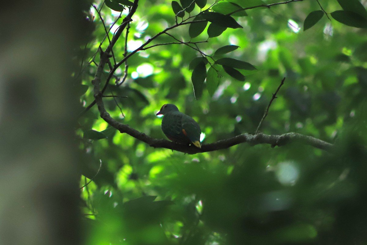 Rose-crowned Fruit-Dove - ML646105199