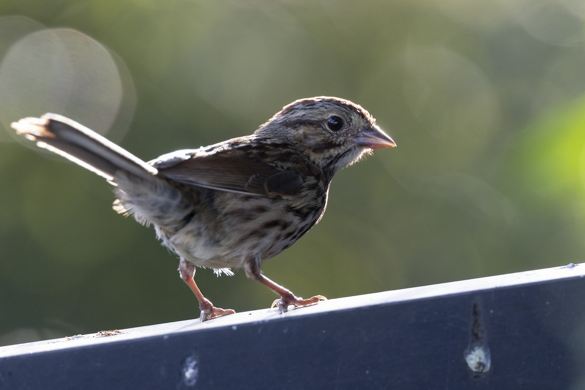 Song Sparrow (melodia/atlantica) - ML646105200