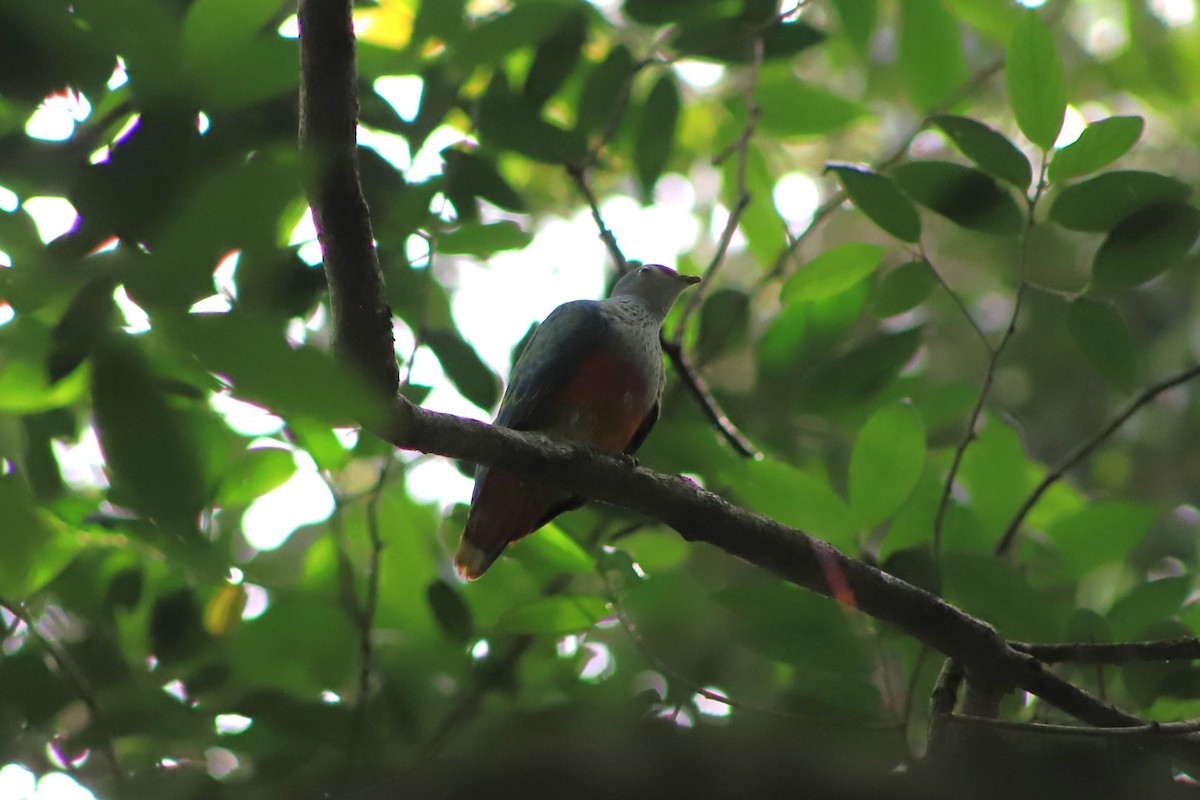 Rose-crowned Fruit-Dove - ML646105201