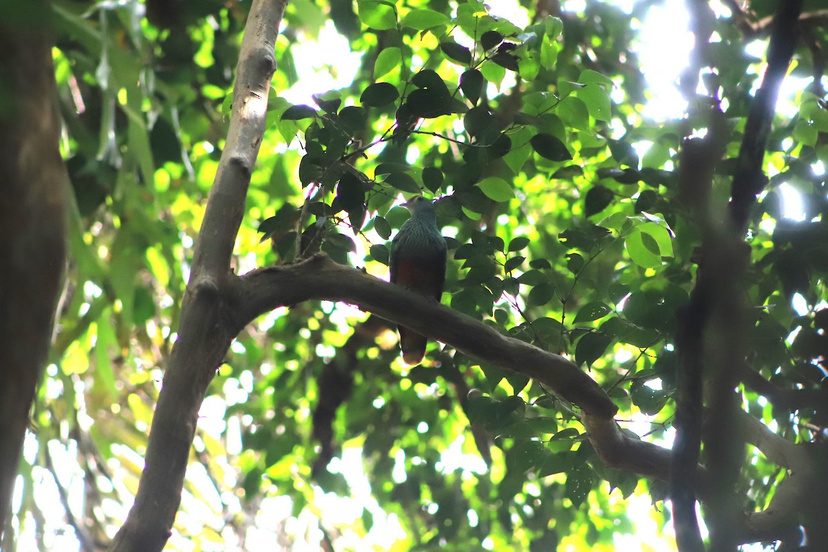 Rose-crowned Fruit-Dove - ML646105202