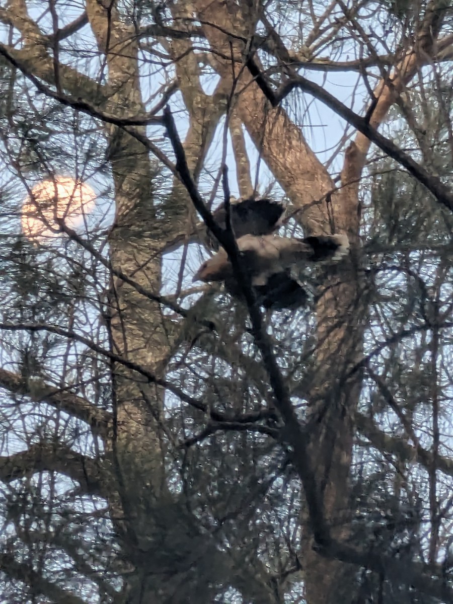 Channel-billed Cuckoo - ML646105203