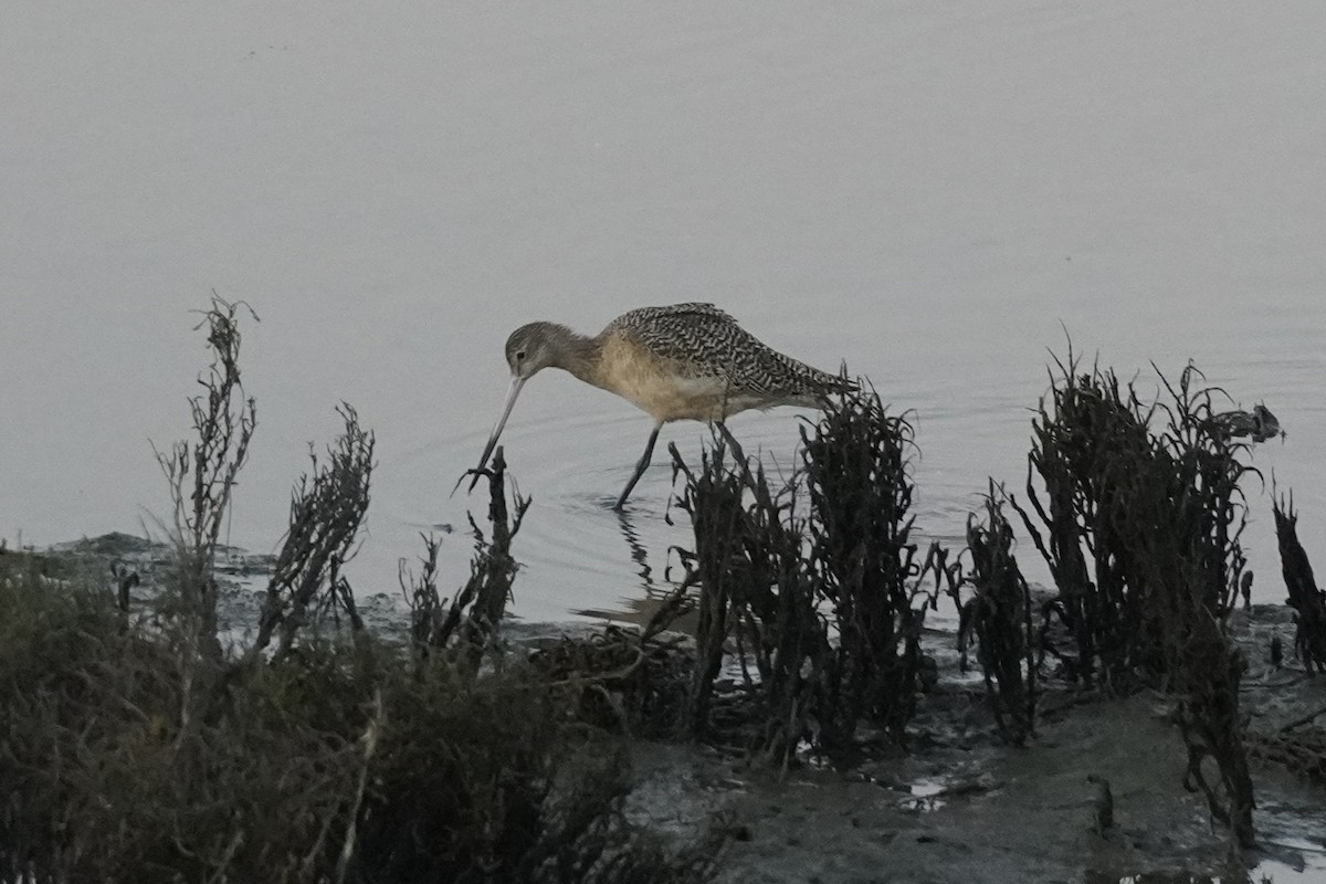 Marbled Godwit - ML646105205