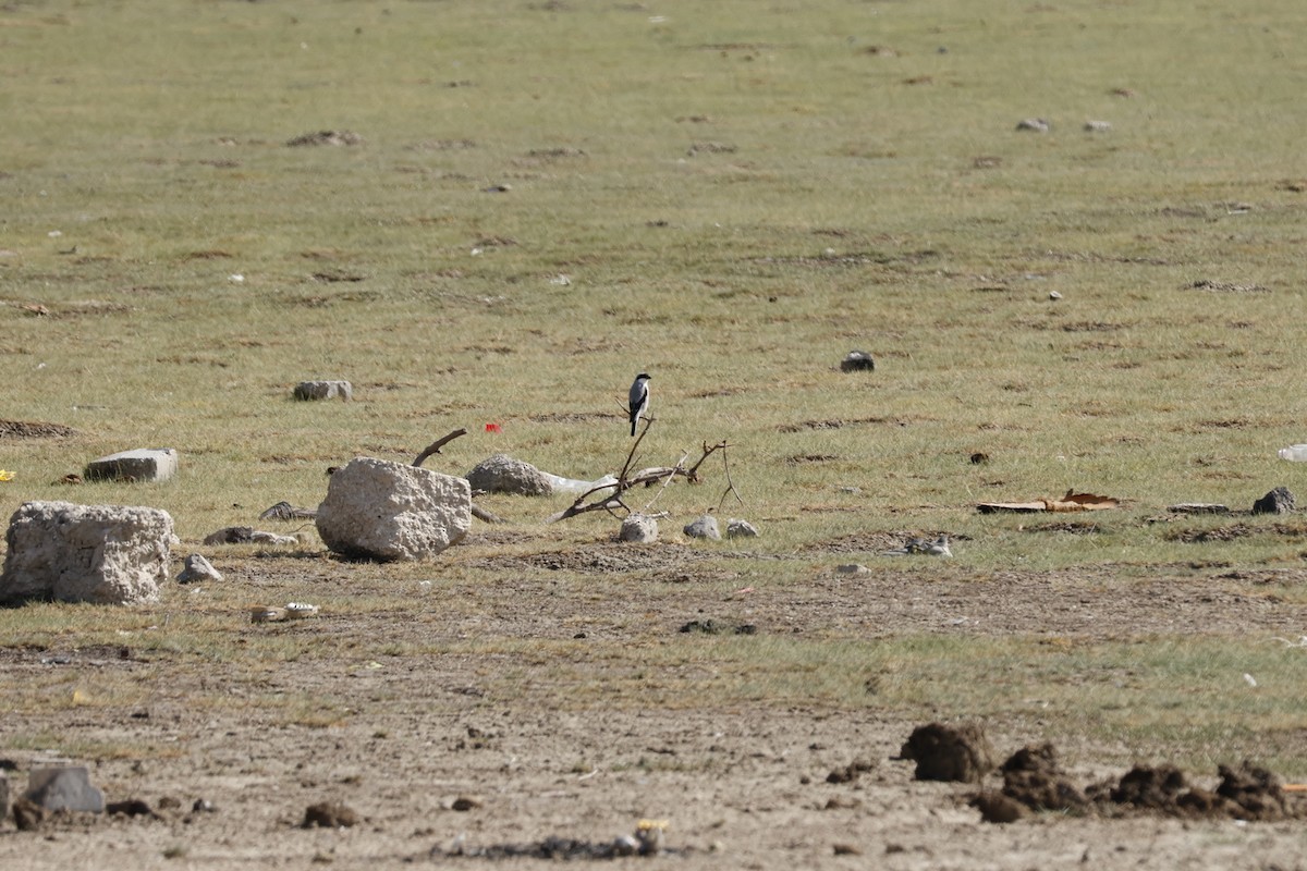 Antzandobi txikia - ML646105207