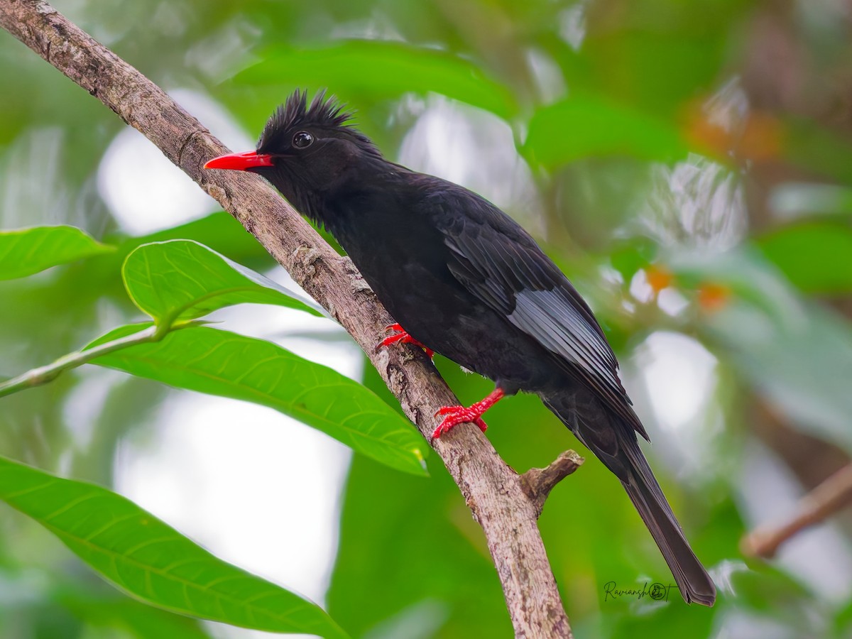 Black Bulbul (Gray-winged) - ML646105208