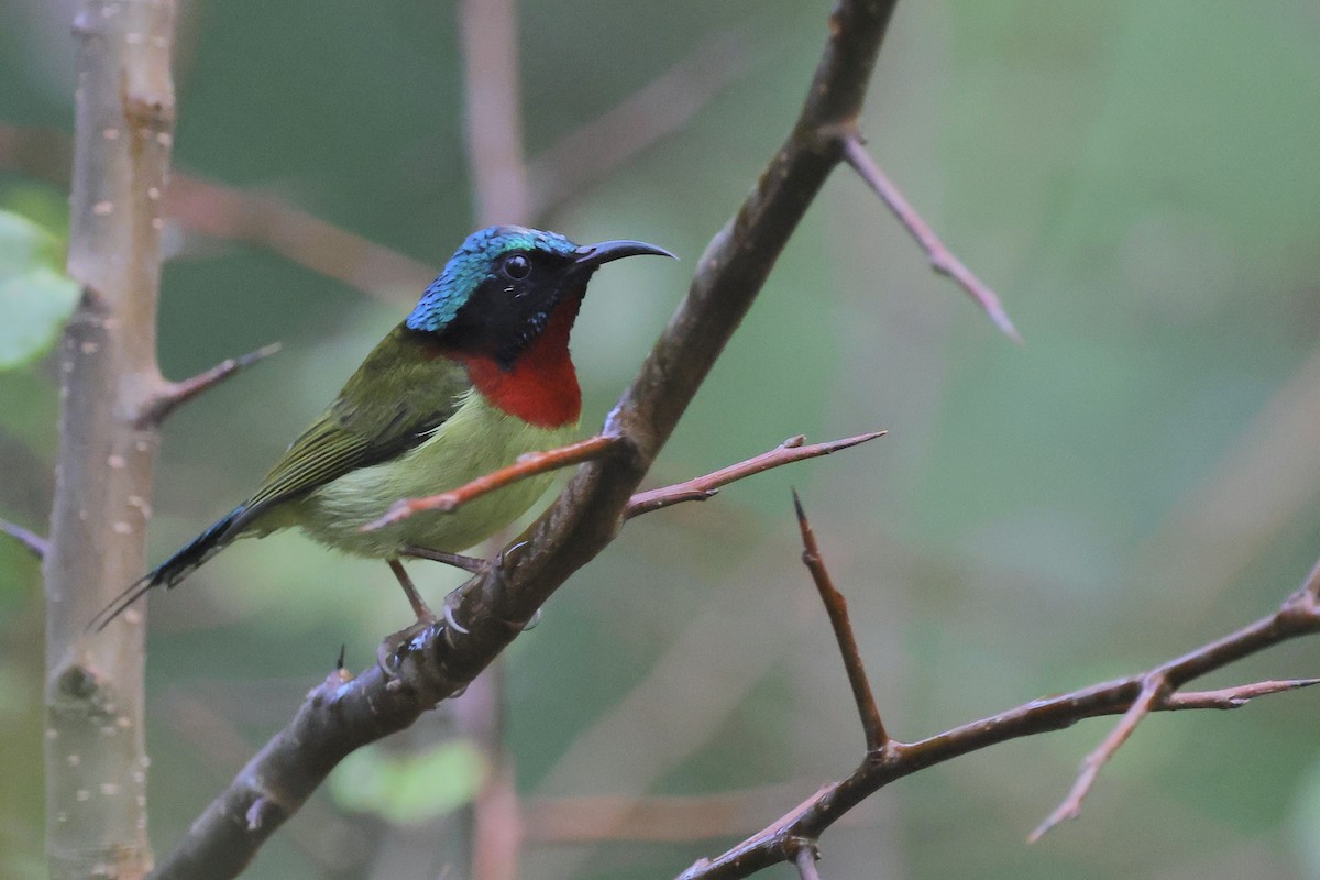 Fork-tailed Sunbird - ML646105209