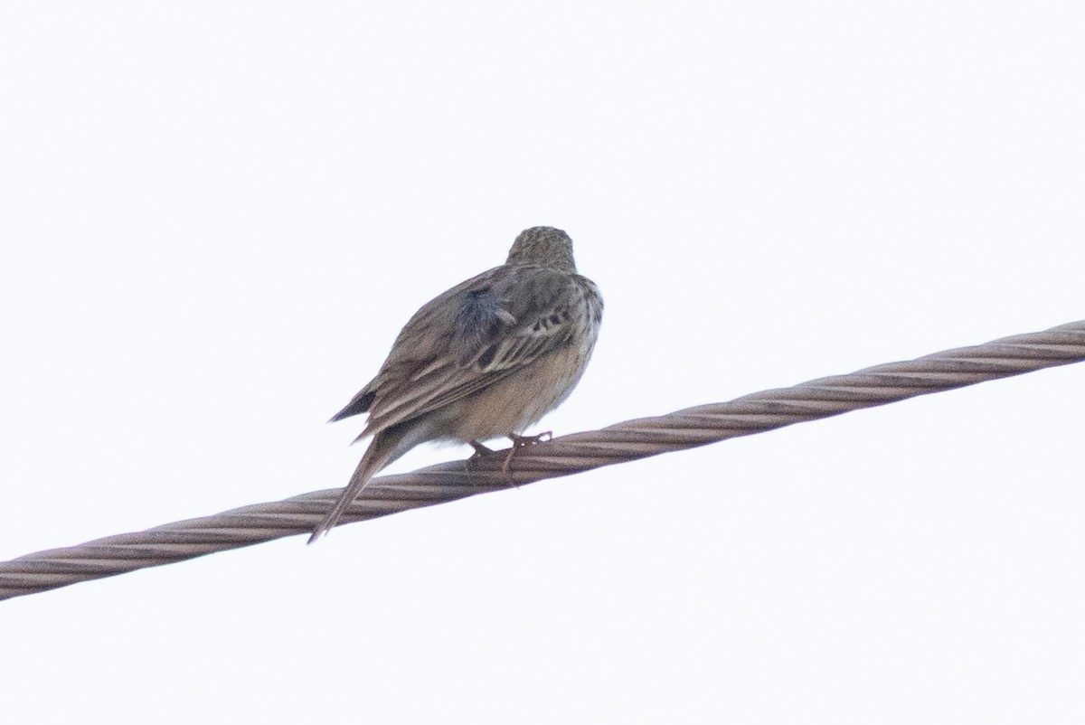 Tree Pipit - ML646105211