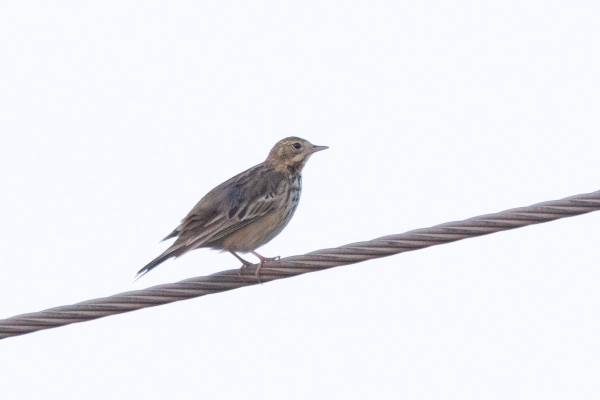 Tree Pipit - ML646105212