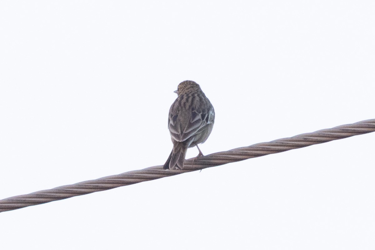 Tree Pipit - ML646105213