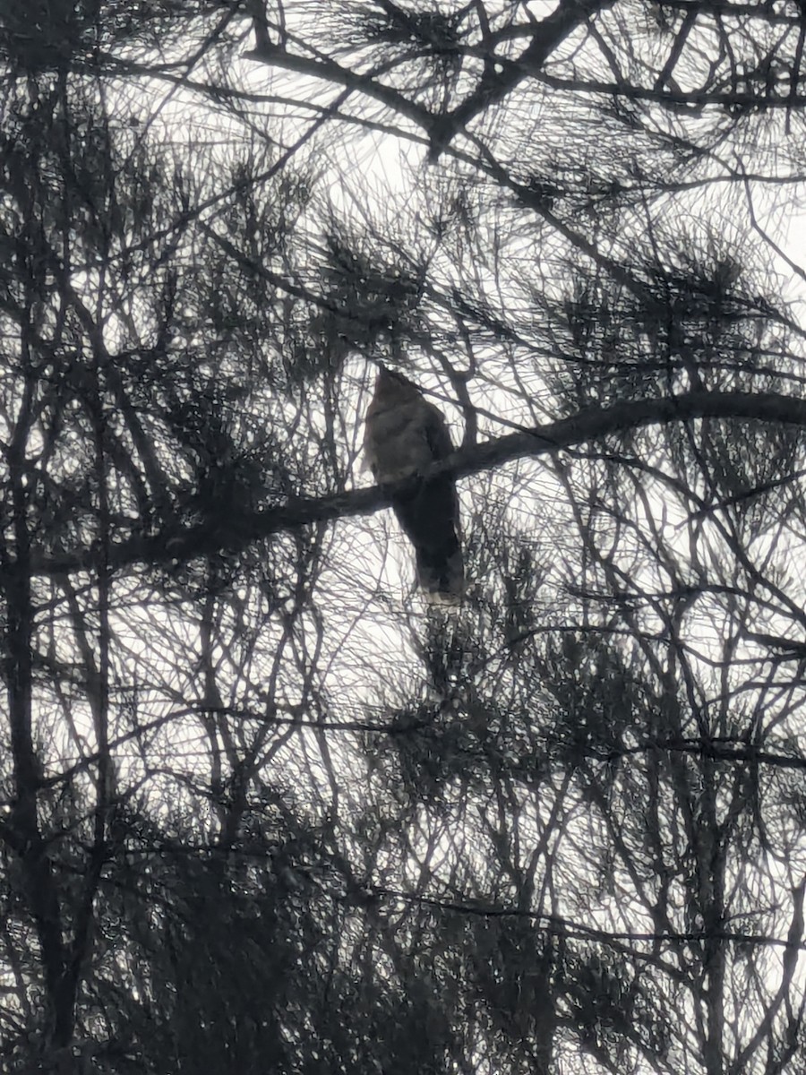 kukačka obrovská - ML646105214