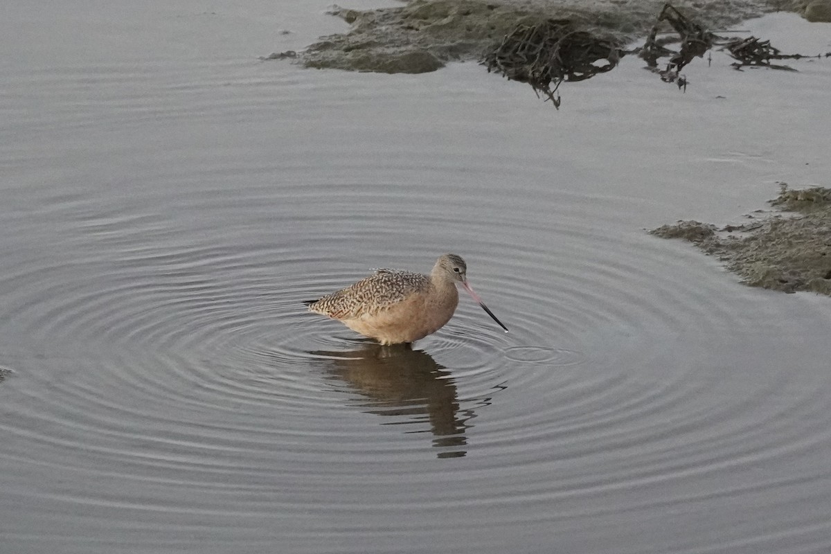 Marbled Godwit - ML646105215