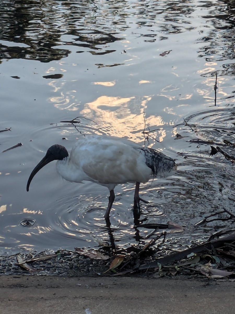 ibis australský - ML646105217