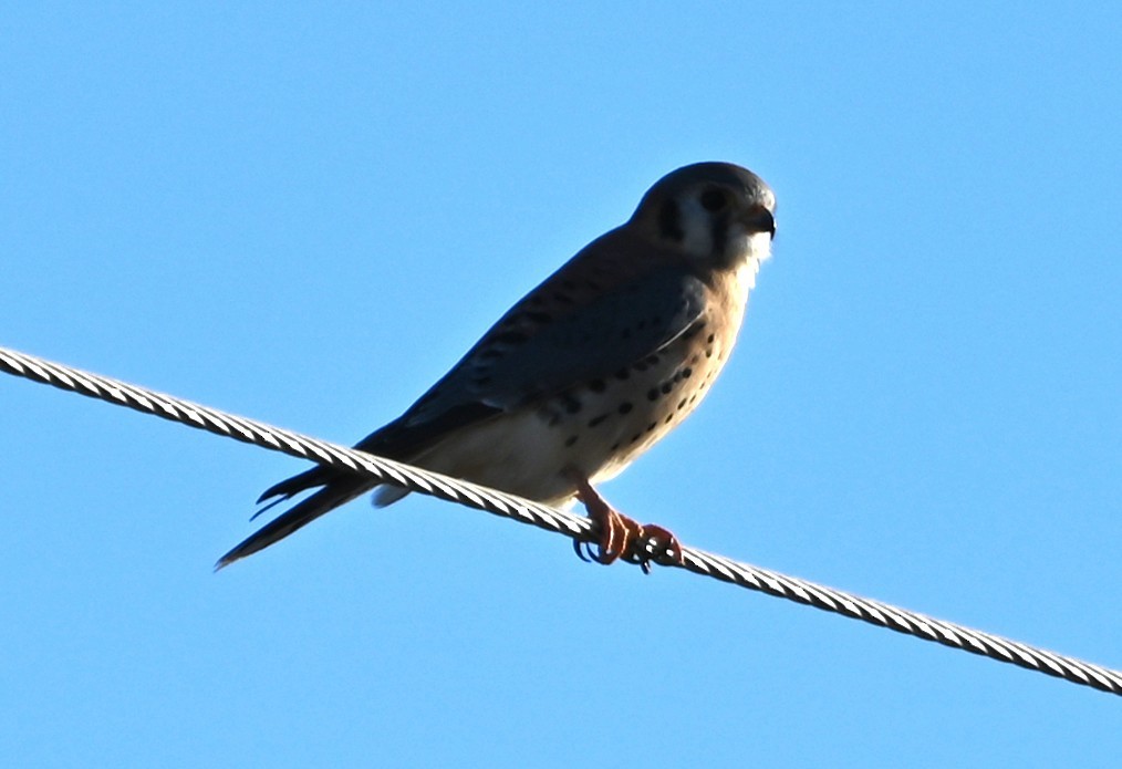 בז אמריקני - ML646105218