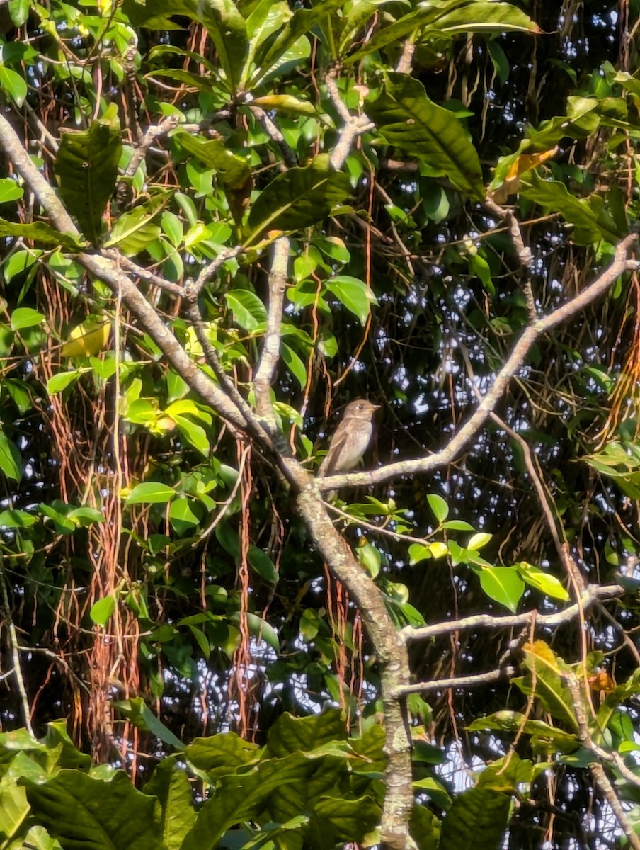 Rußschnäpper - ML646105219